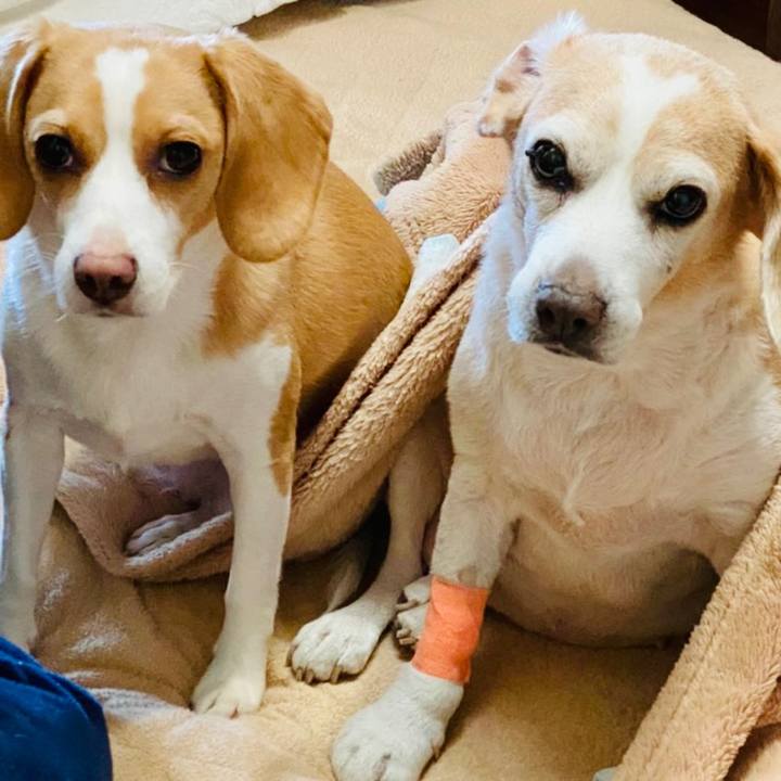 A80c849b 1803 4ac6 98c2 87b60e80c34b 1602384703602