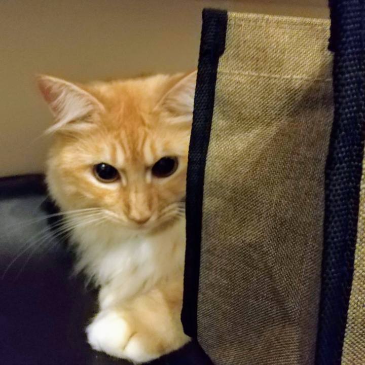 A80cb089 c400 42cf bc77 544cb3d836a2 1628684300701