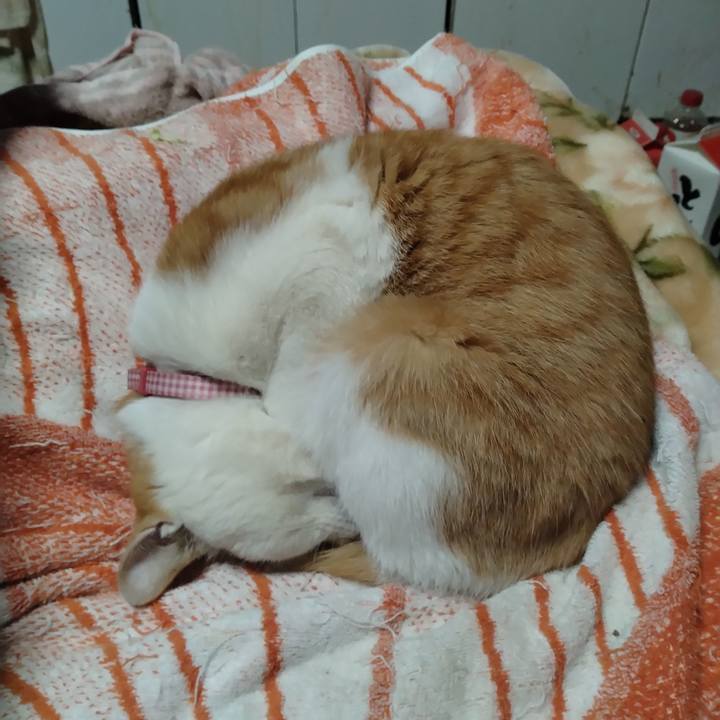 A80d3c78 fffa 47fb bdd4 9b4600ae0c39 1742765331849