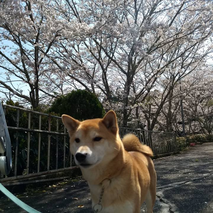 A80d7e16 1b88 4d6b 9044 c25900a75788 1554704851601