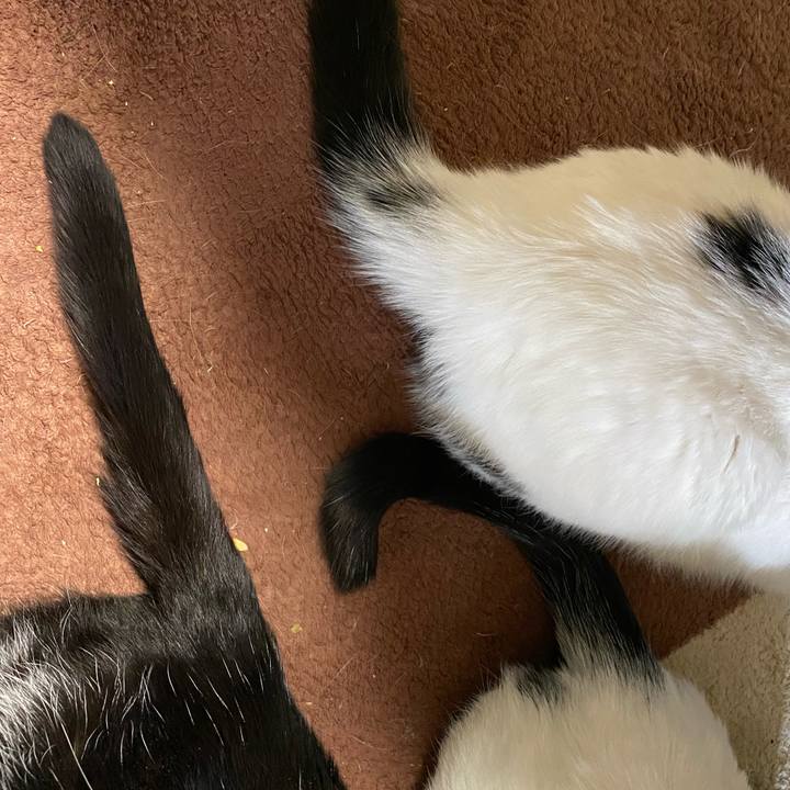 A80e998a cd51 4ec3 9cf9 3e599cb489b6 1619168585966