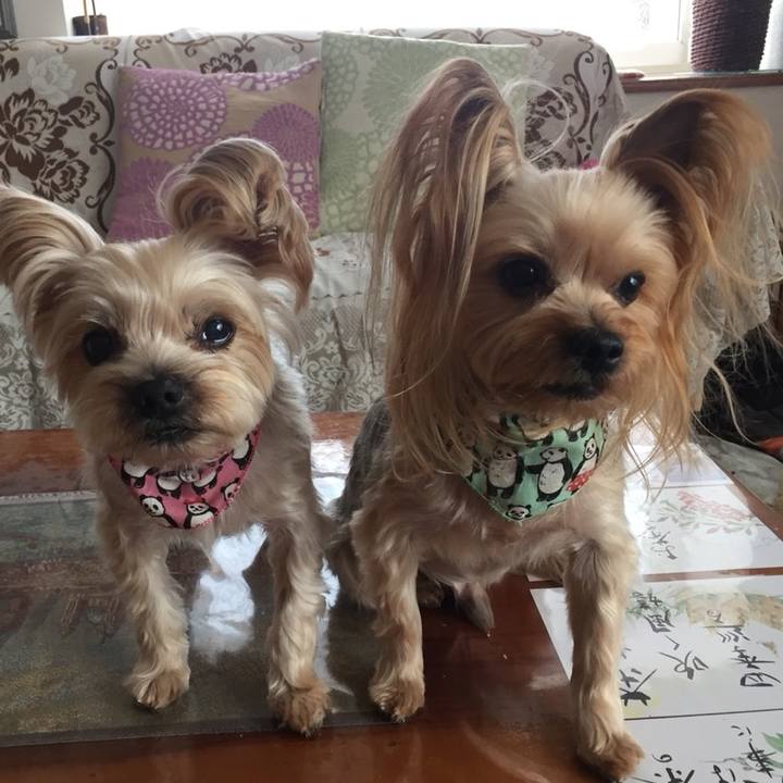 A80fe4e3 0725 4197 92cf cf9cc2f6f0d1 1547024457409