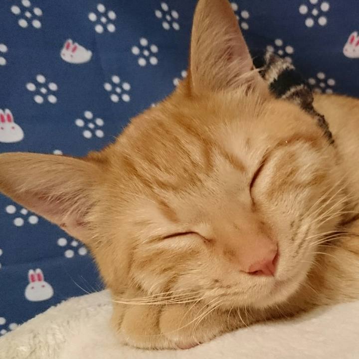 A81024b9 ec11 4cf2 90e0 eb930153c057 1545268720178