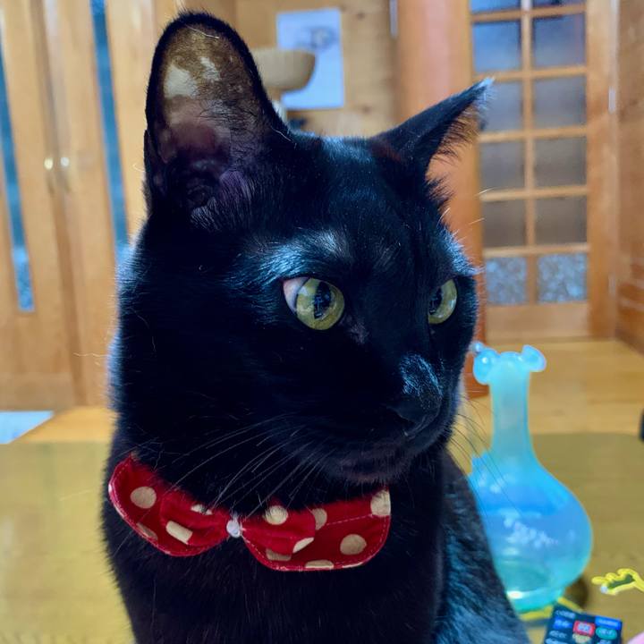 A811d474 e7cc 4638 9907 d9429c0ee47a 1607347152151