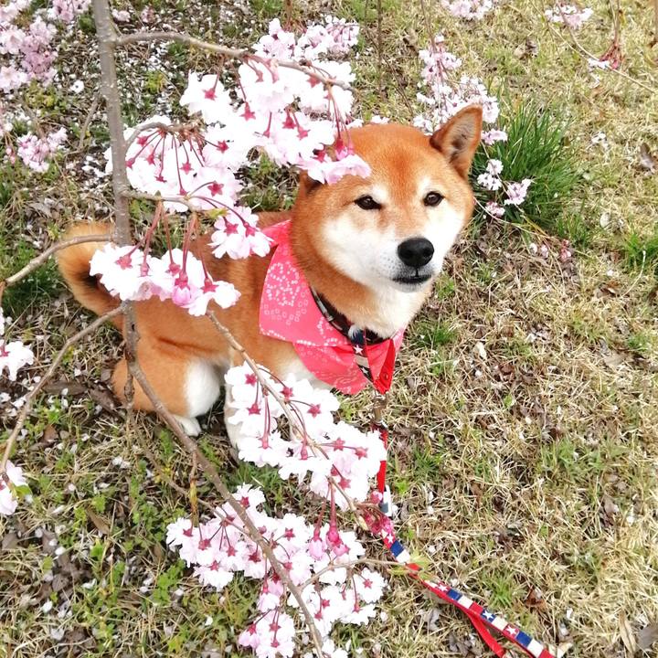 A812eb0f 16fa 413c 9f1f efe0863b29e7 1649207560295