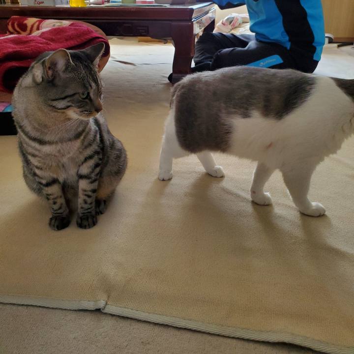 A8136c55 682a 431d 87b7 20d60c580087 1708786201079