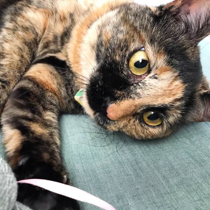 A816972b 7f42 4c03 9944 db8a2dbf6b34 1510149738855