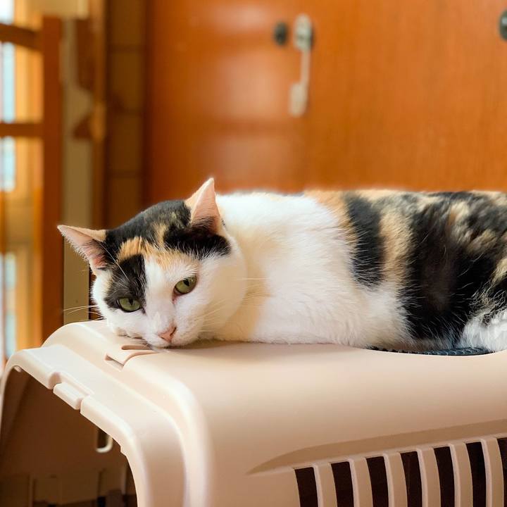 A81a6d71 09fc 4c42 ba21 b3c58782121a 1569119153652