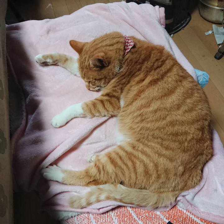 A81b0fa6 21df 441e 9fe9 e81999cf205a 1608701374526