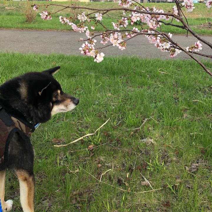 A81c1d34 bf4b 4a37 975b 1f04c24c4b95 1525171459840