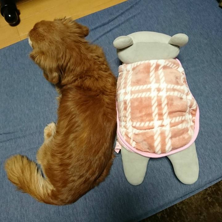 A81c37b7 0f21 442a 980d 197386a0077e 1513186689986