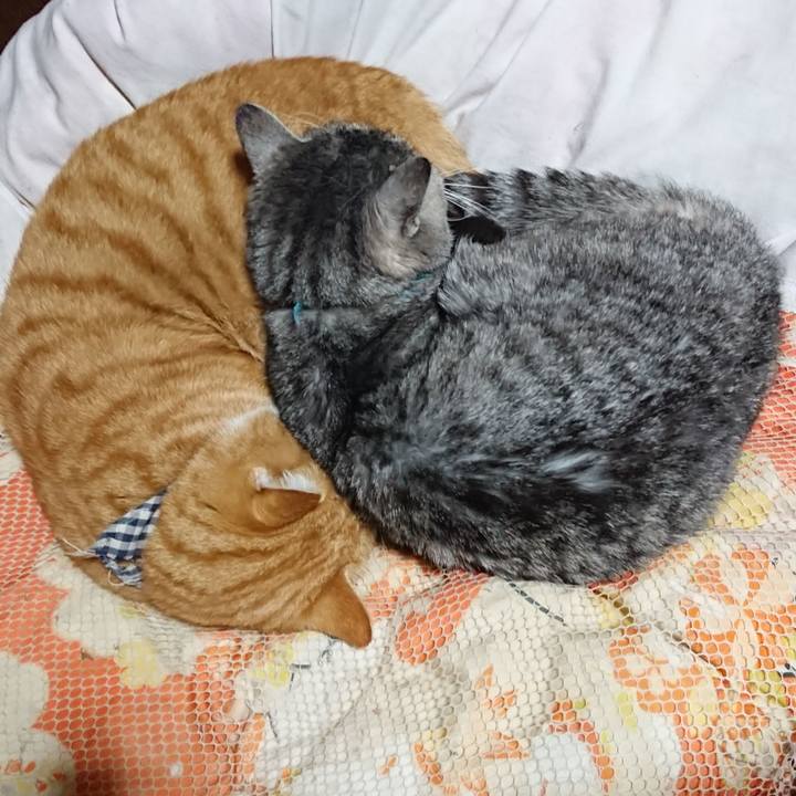 A81c76d4 c4c2 4d73 8872 1dc1d2c9eb61 1575030917354