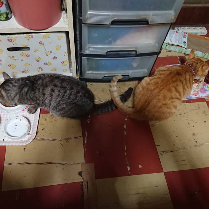 A81d74a1 29ad 440c b4be 7a2bfe7445ae 1561925331958