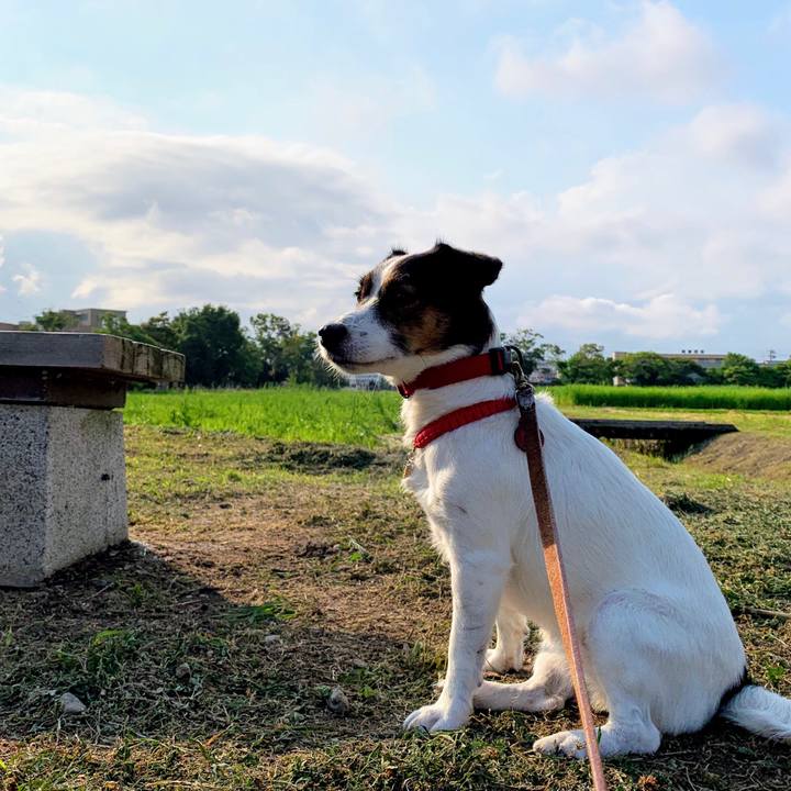 A81dcf85 4b1d 4c37 a80c f438d418423c 1563869596282