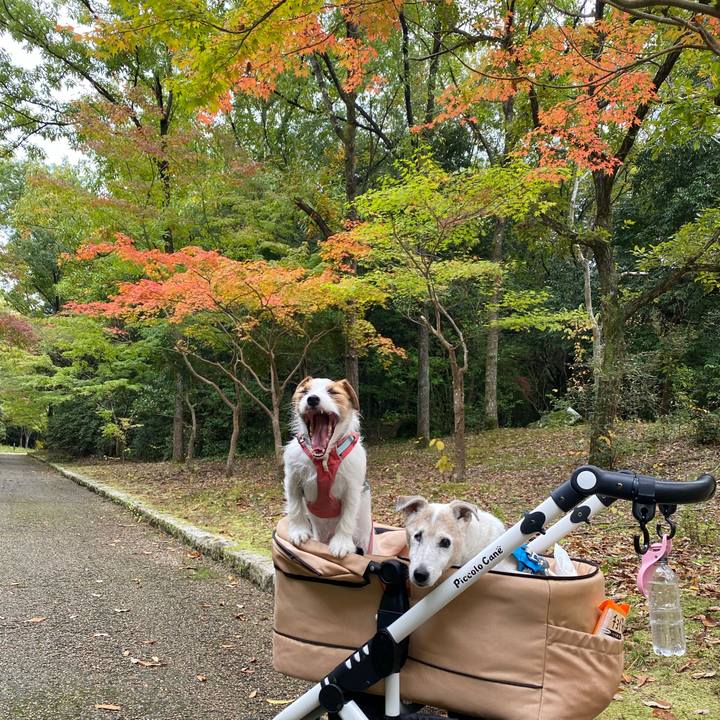 A81fbc85 c757 4795 b847 b6658c3989f3 1731834929284