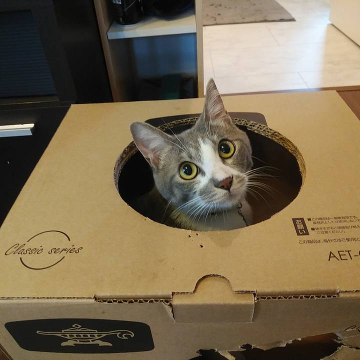 A820cf26 7a40 4b50 afcf 413e26ab5bcd 1592525165376