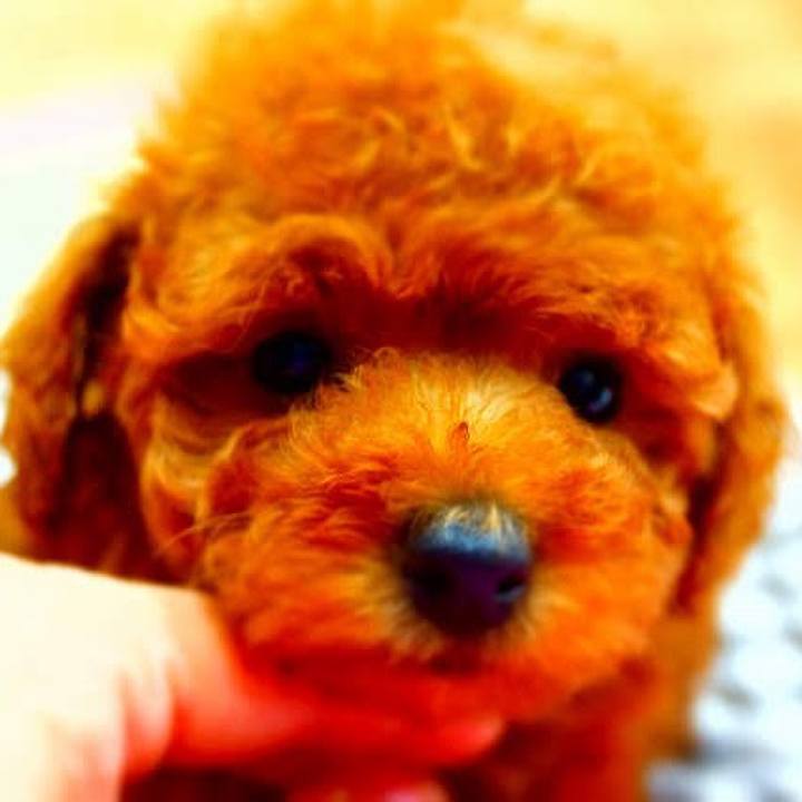 A8223dde 617b 460f b74c c3688132ee48 1618751476623