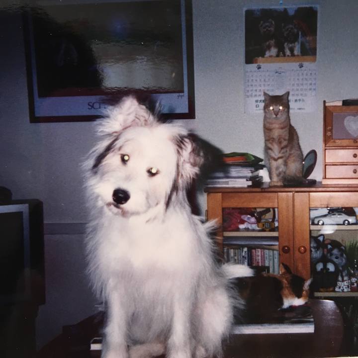 A822ee5a 67bd 4647 9abe 6cee83eef834 1513999473546