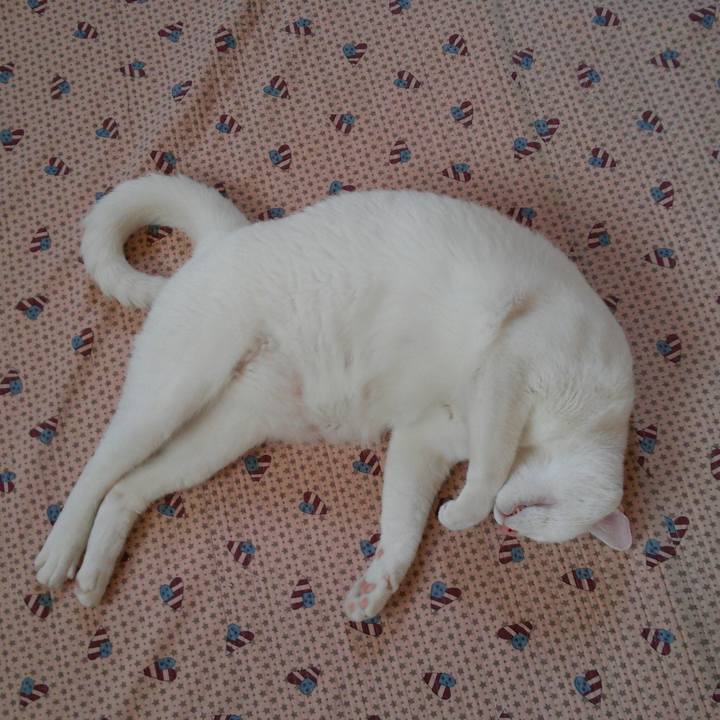 A8250dab 4cd0 4aca 9918 5fced355e2da 1527221898092