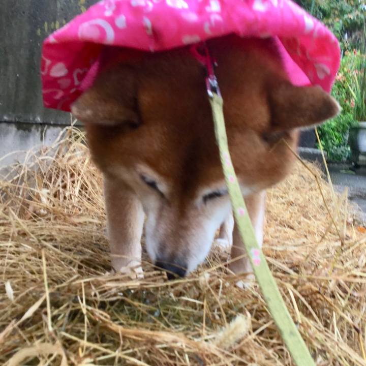 A8277595 378d 4b22 a37e c91eed6b1684 1602123105393