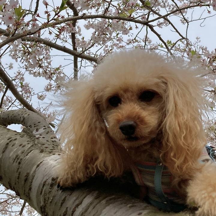 A82ad0d8 2f35 4503 a57f 1da7c40eac8e 1680327477651