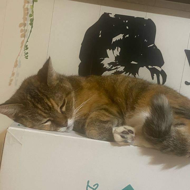 A82c79a4 0ba4 441e a908 a414e8c49d4f 1759337708832