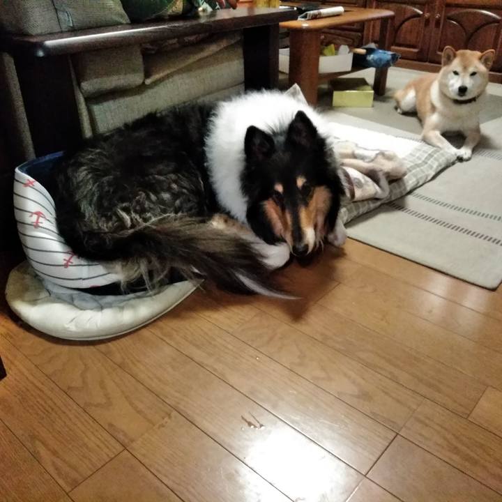 A82cfc11 6337 4cfd b47f 9a14cce1ed9a 1546001992380