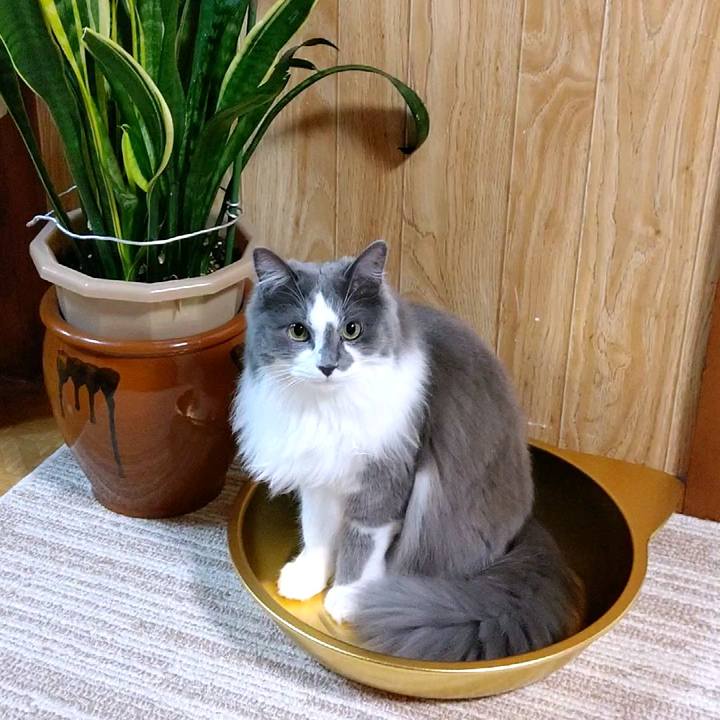 A82e6152 cae9 4d56 b763 2a9cf2cdd4bd 1591353541092