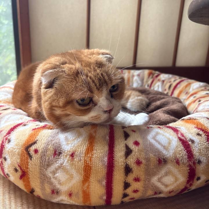 A82e6adc 48db 4d30 aa7d 5bc5e26d5c71 1760579478293