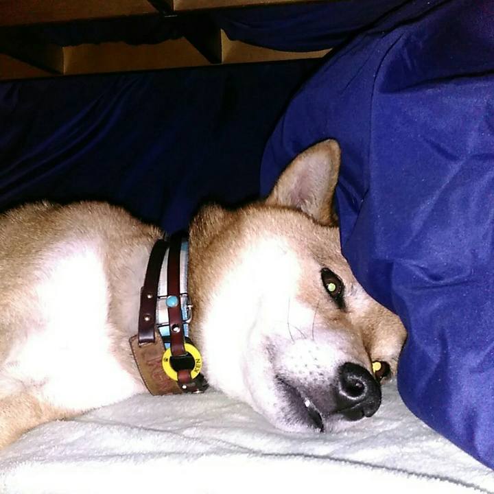 A82e9e84 fda6 4f42 827d 288e57fde016 1542682133942