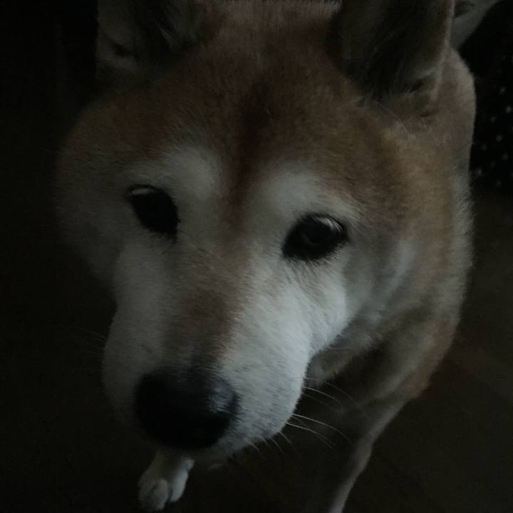 A82f8ff7 53f8 4085 8be0 07df4869a8ff 1555715667349