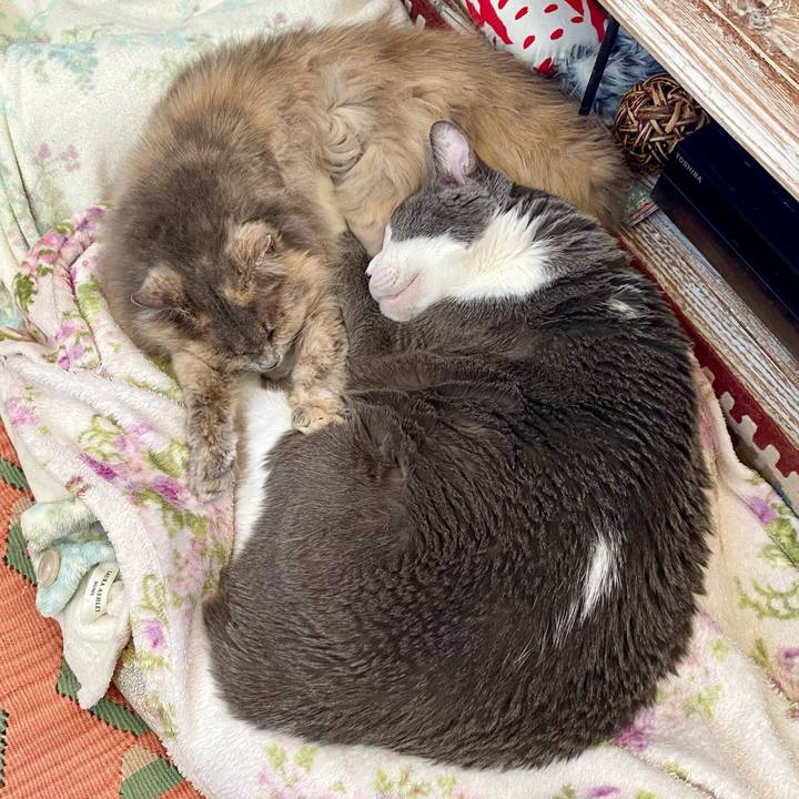 A82fff92 dbed 42e2 848b 2a116bcbc49f 1767617385617