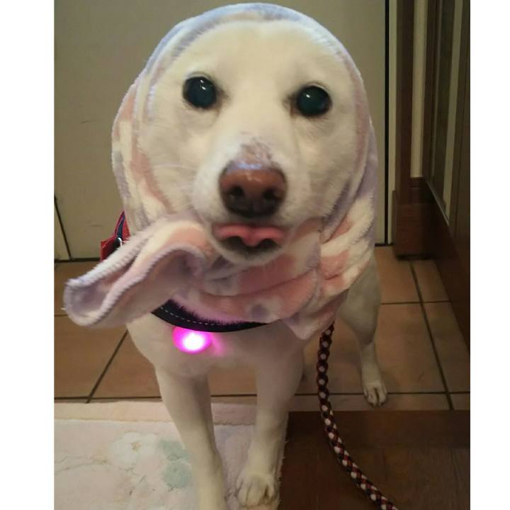 A830bb1c e0c7 4a47 93e2 137d2d0c44db 1587370758642