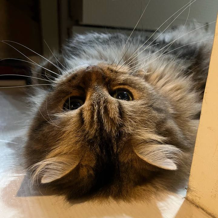 A8314e7e 7be3 4f4c bae3 5f67db01fe1a 1760318744316