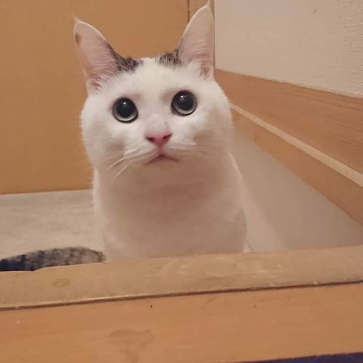 A832e05d 6ad0 400a a1b8 d5b1e9671d5e 1540555979718