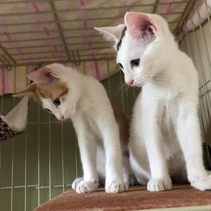 A838bce2 7c75 4532 9ff3 955adb6bea15 1563349409527