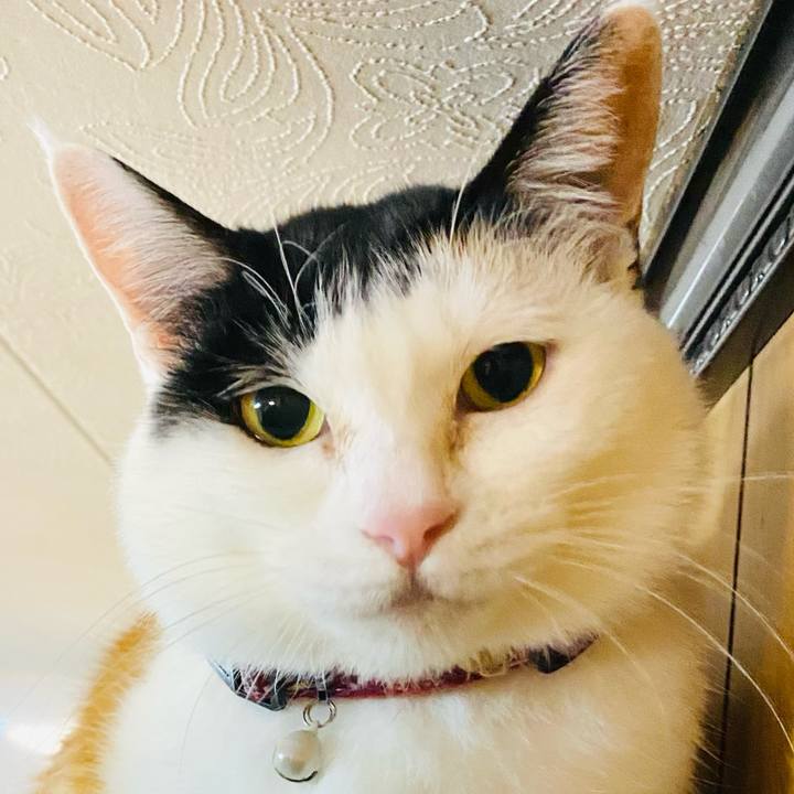 A83a1898 e051 48a8 a929 faa75a395c54 1679574976054