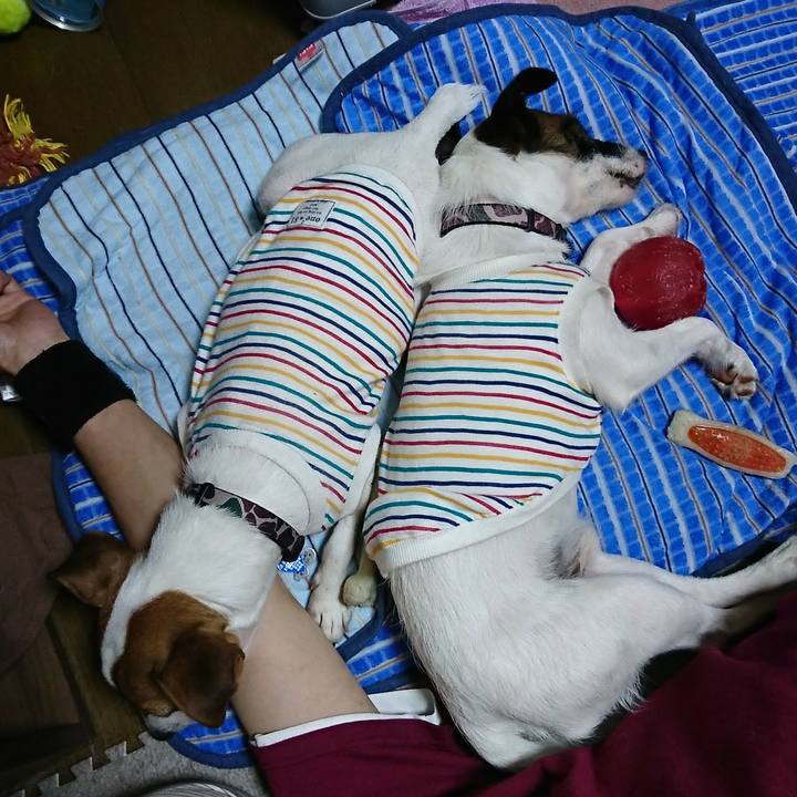 A83a8b94 2578 4d26 a518 7ce665c545e0 1532784796642