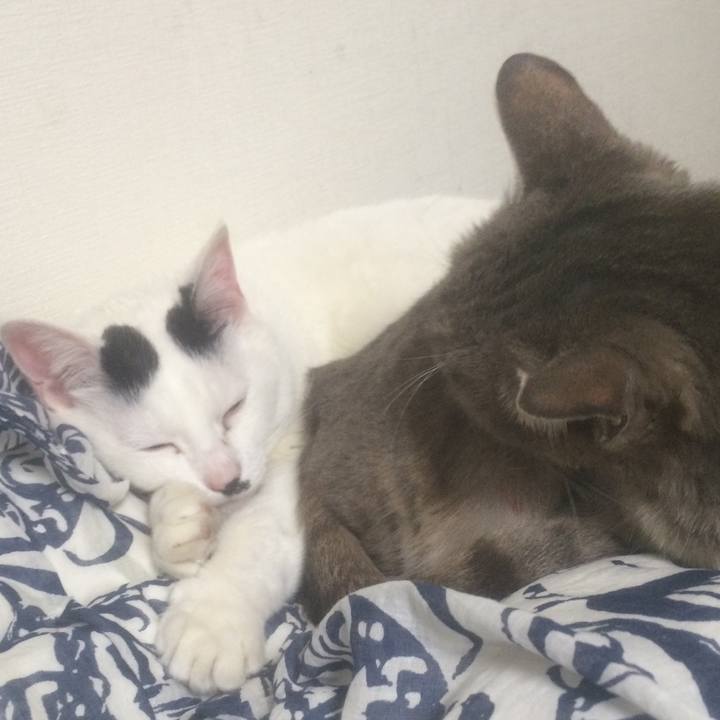 A83cf968 2c92 465f bed6 7a47370d6846 1557065874176