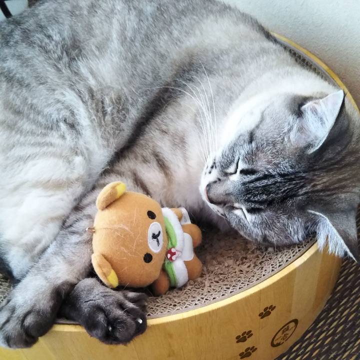 A83ec456 2c2c 4e92 bf47 81f39057b4f3 1589860996670