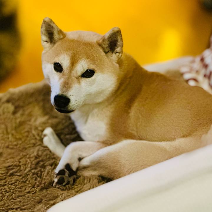 A83f71f4 2604 4a23 be6a a46393004938 1733877663212
