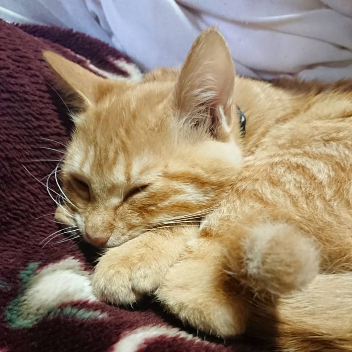 A8460293 f353 4a70 8e68 e74230534f0c 1634527032741