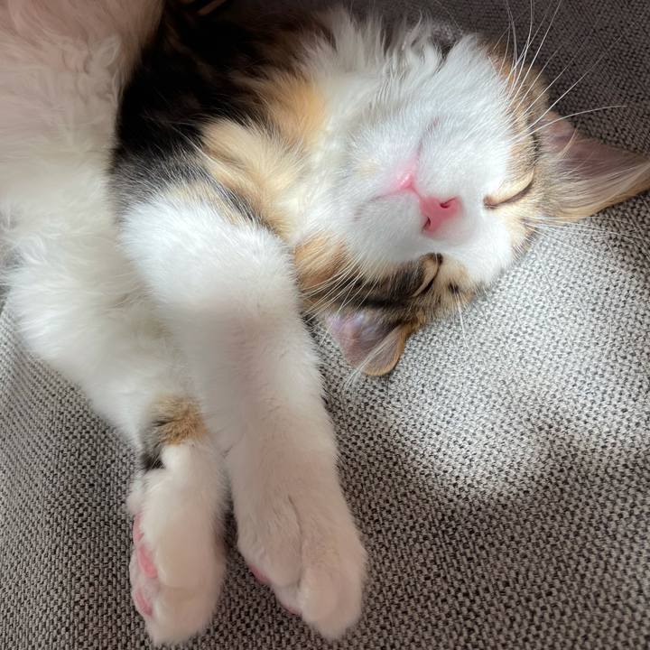 A8469651 dcaf 4dfa 9433 61151ae4cb3a 1635062035333