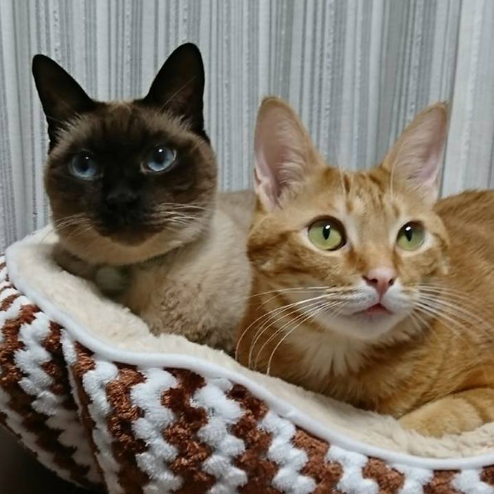 A8471c9f bb2f 412f aabb 8a981e784391 1519680563331