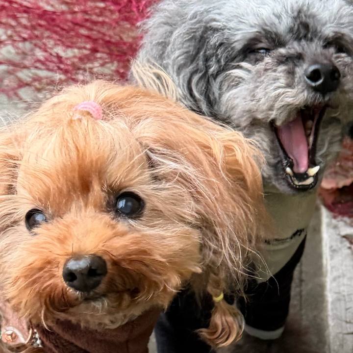 A847aa51 6bb2 4f56 8cf4 9fa4283cfbf1 1765582036933