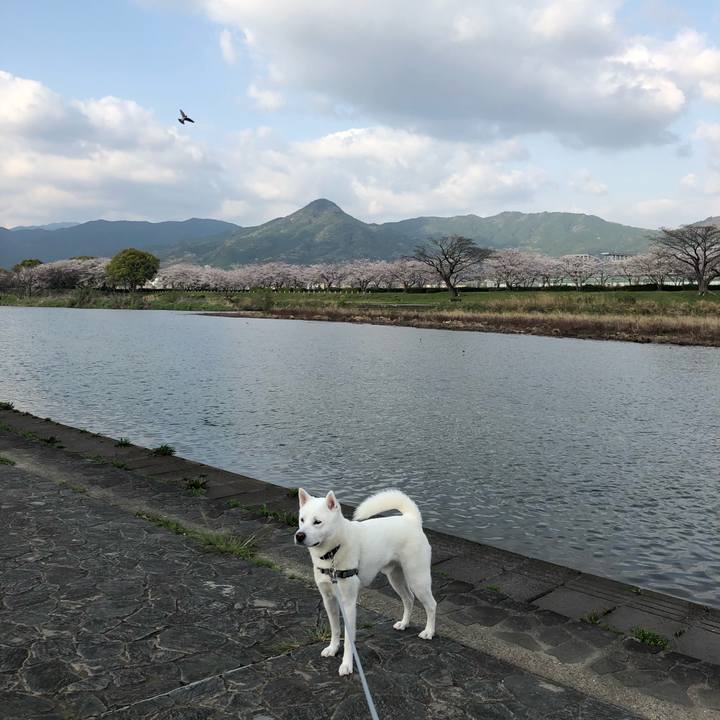 A849129a e484 49f0 9786 4af68549ba56 1585798429067