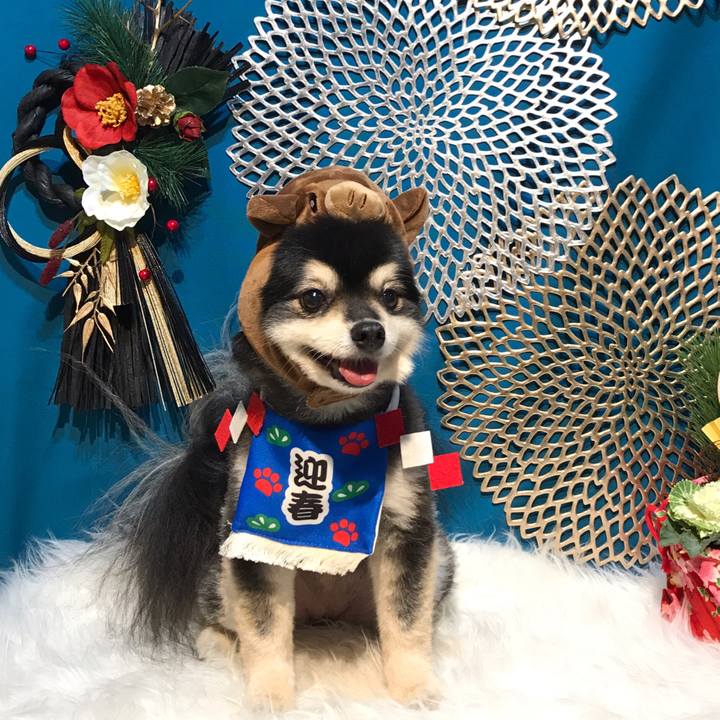 A84aa1db 7693 4853 a0d6 96ffce18d4a0 1546529744574