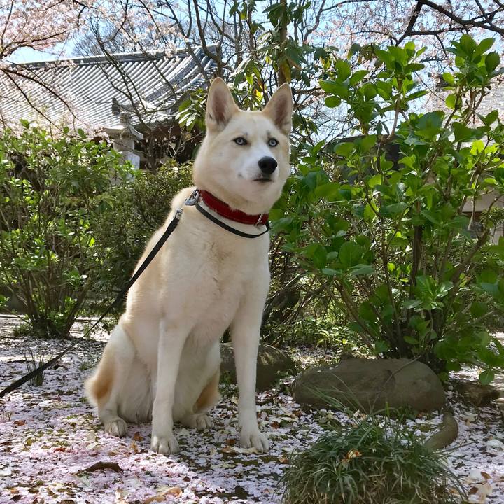 A84b604e 246e 41c4 9fb0 a709486b89a2 1522983835192