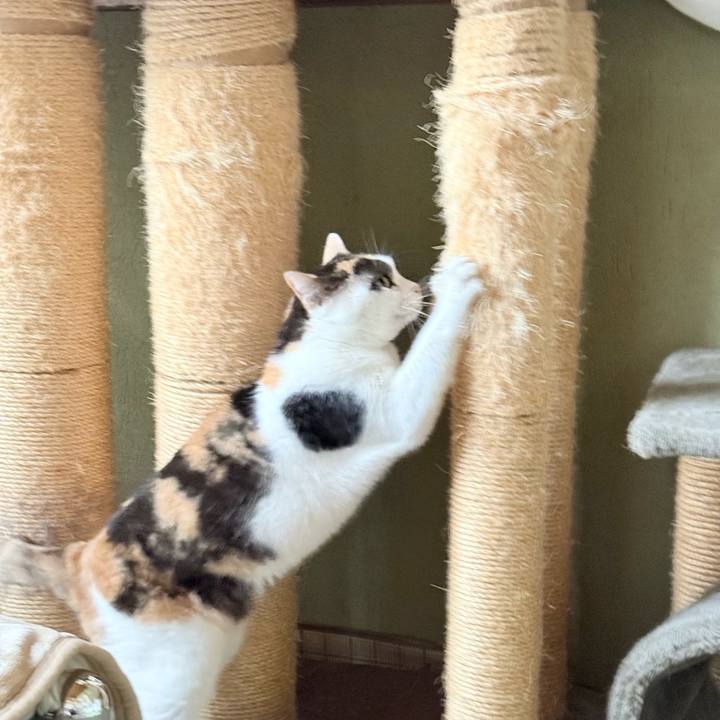 A84c669c 0da6 4cf0 a49c 707f39ddd7cf 1766888721756