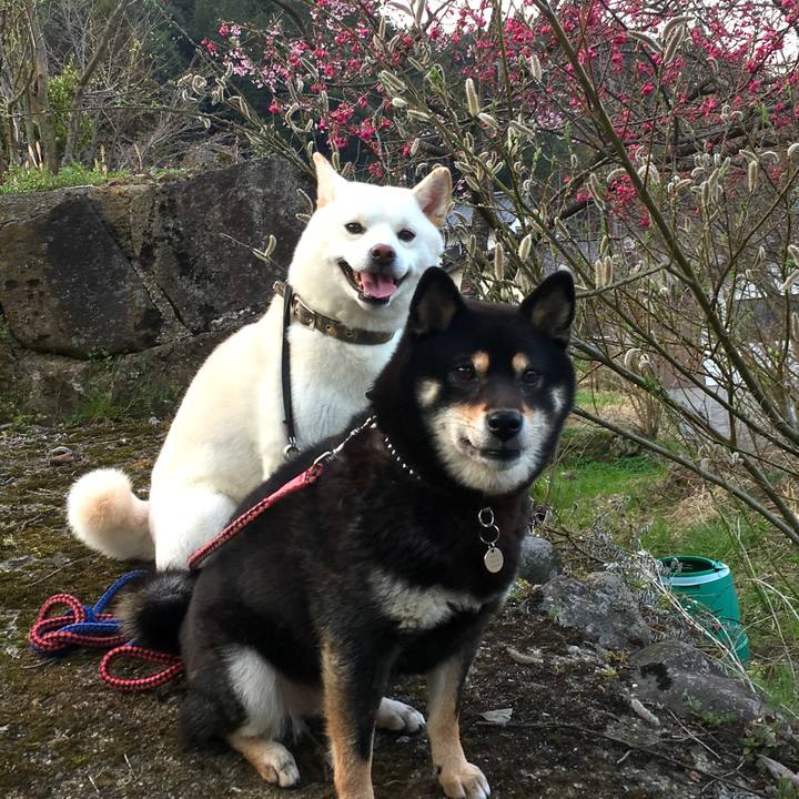 A84caf57 3272 4729 a5ad aa8ceb6fb03e 1522143128523